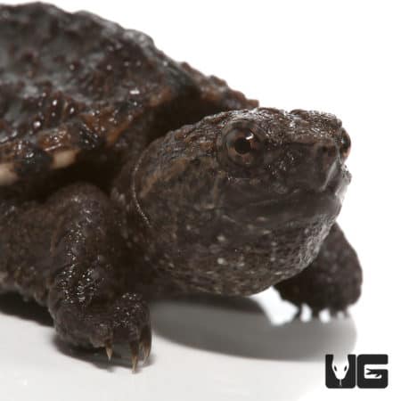 Baby Common Snapping Turtles (Chelydra serpentina) For Sale - Underground Reptiles