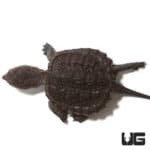 Baby Common Snapping Turtles (Chelydra serpentina) For Sale - Underground Reptiles