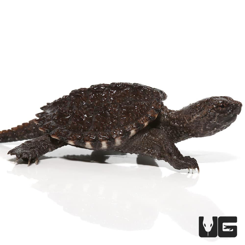 Baby Common Snapping Turtles (Chelydra serpentina) For Sale - Underground Reptiles