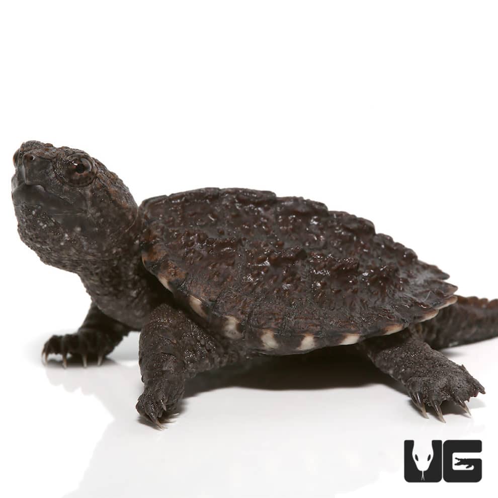 Baby Common Snapping Turtles (Chelydra serpentina) For Sale ...