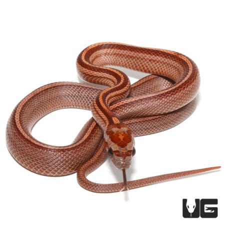 Baby Striped Blood Red Cornsnake (Pantherophis guttatus) For Sale - Underground Reptiles