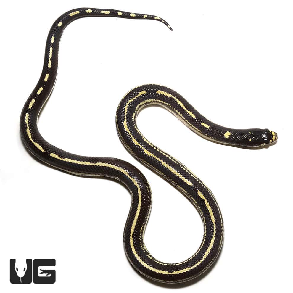 Kingsnakes For Sale - Underground Reptiles