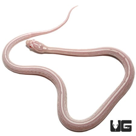 Baby Tessera Snow Cornsnakes (Pantherophis guttatus) For Sale - Underground Reptiles