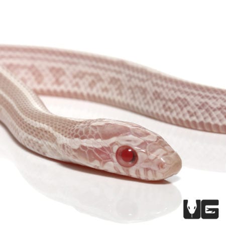 Baby Tessera Snow Cornsnakes (Pantherophis guttatus) For Sale - Underground Reptiles