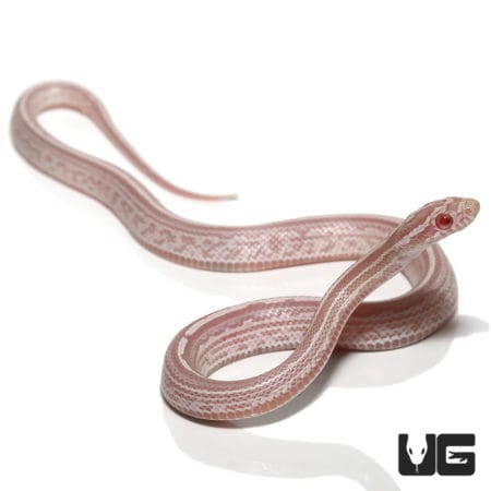 Baby Tessera Snow Cornsnakes (Pantherophis guttatus) For Sale - Underground Reptiles