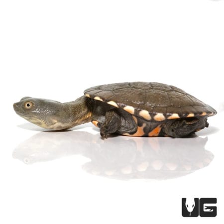 Baby Timor Snake Neck Turtles (chelodina Timorensis) For Sale 