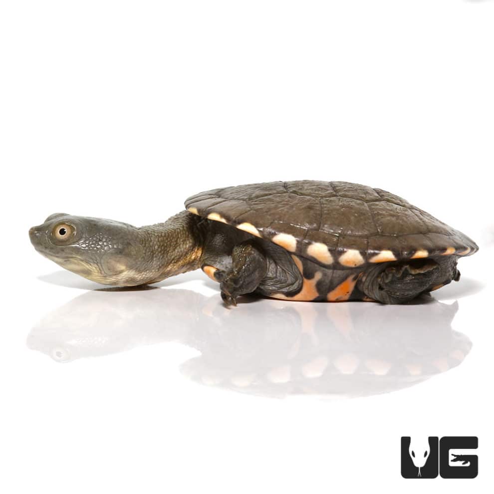 Baby Timor Snake Neck Turtles (Chelodina timorensis) For Sale ...