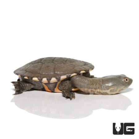 Baby Timor Snake Neck Turtles (Chelodina timorensis) For Sale ...