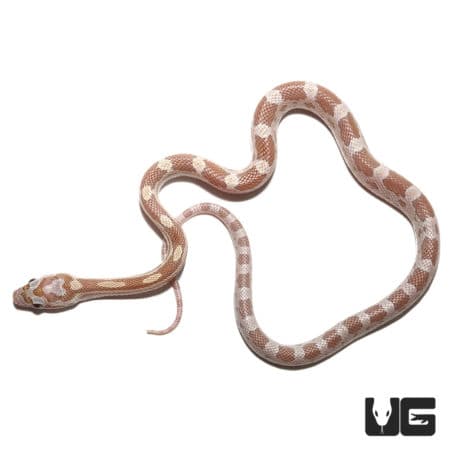 Baby Topaz Cornsnakes (Pantherophis guttatus) For Sale - Underground Reptiles