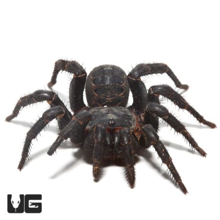 Black Armored Trapdoor Spider (Liphistius Sp. Jarujien) For Sale - Underground Reptiles