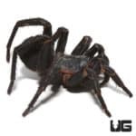 Black Armored Trapdoor Spider (Liphistius Sp. Jarujien) For Sale - Underground Reptiles