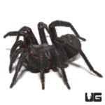 Black Armored Trapdoor Spider (Liphistius Sp. Jarujien) For Sale - Underground Reptiles