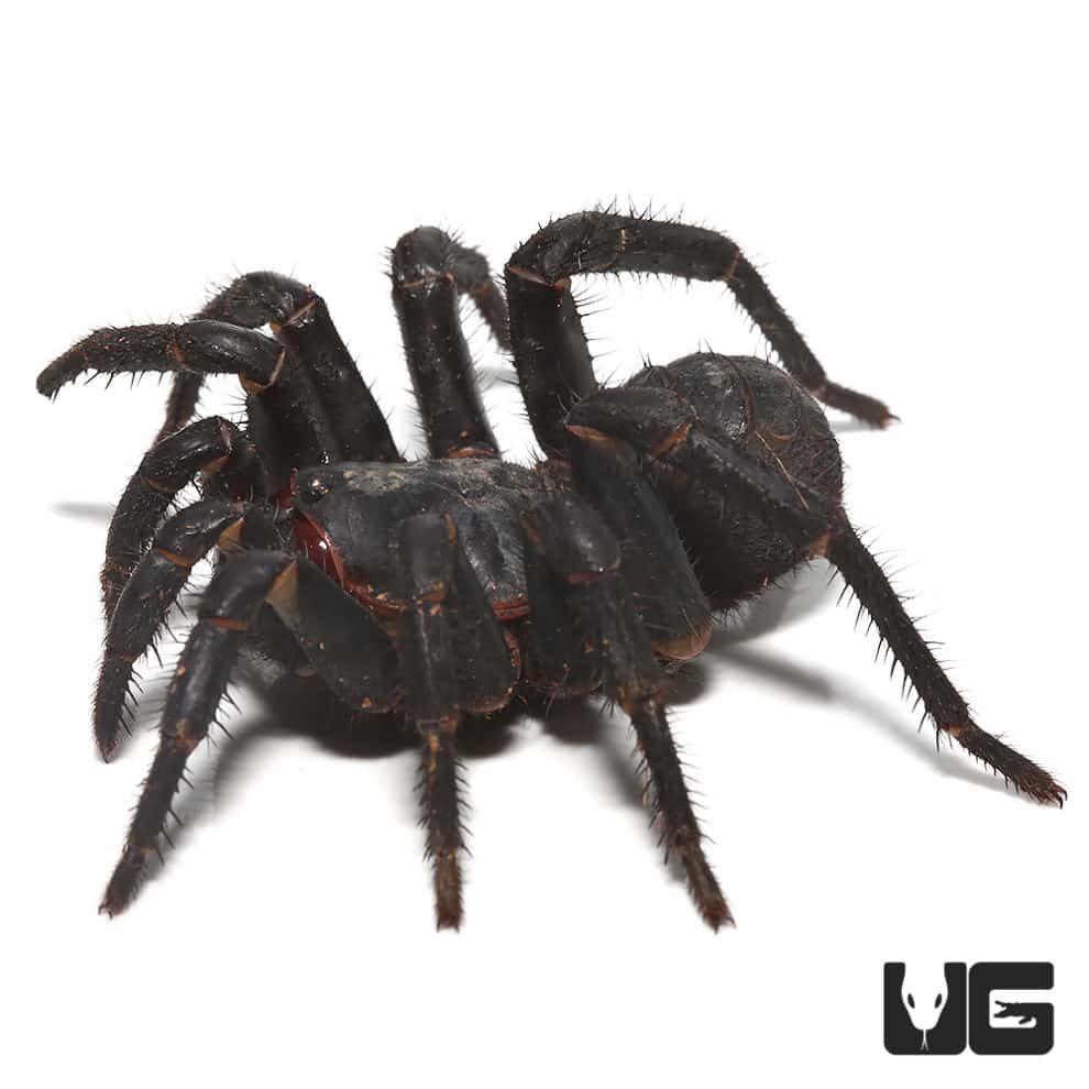 Black Armored Trapdoor Spider (Liphistius Sp. Jarujien) For Sale ...