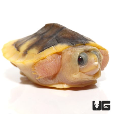 Baby Black Caramel Red Ear Slider Turtle (Trachemys scripta elegans) for Sale - Underground Reptiles