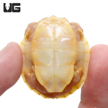 Baby Black Caramel Red Ear Slider Turtle (Trachemys scripta elegans) for Sale - Underground Reptiles