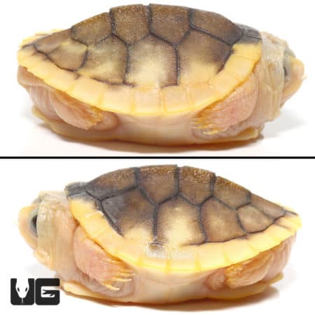 Baby Black Caramel Red Ear Slider Turtle (Trachemys scripta elegans) for Sale - Underground Reptiles