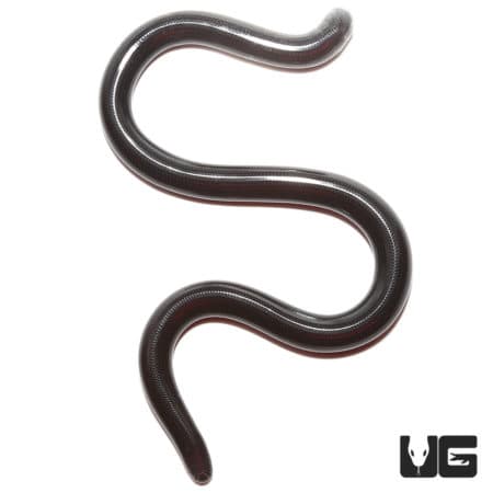 Nigerian Blind Snake (afrotyphlops punctatus) for sale - Underground Reptiles