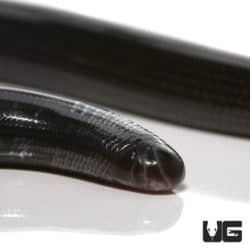 Nigerian Blind Snake (afrotyphlops punctatus) for sale - Underground Reptiles