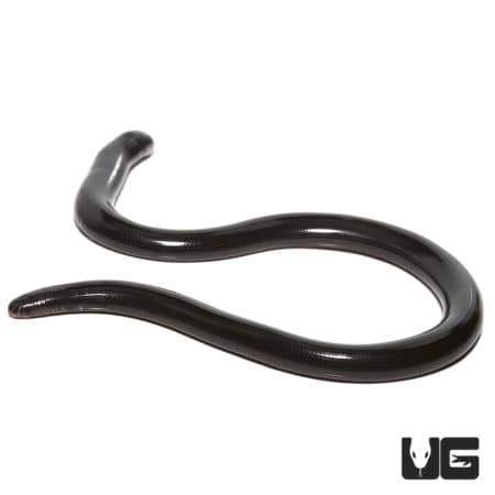 Nigerian Blind Snake (afrotyphlops punctatus) for sale - Underground Reptiles