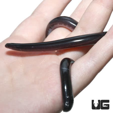 Nigerian Blind Snake (afrotyphlops punctatus) for sale - Underground Reptiles