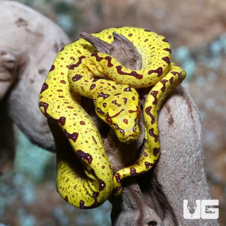 Green Tree Pythons For Sale - Underground Reptiles