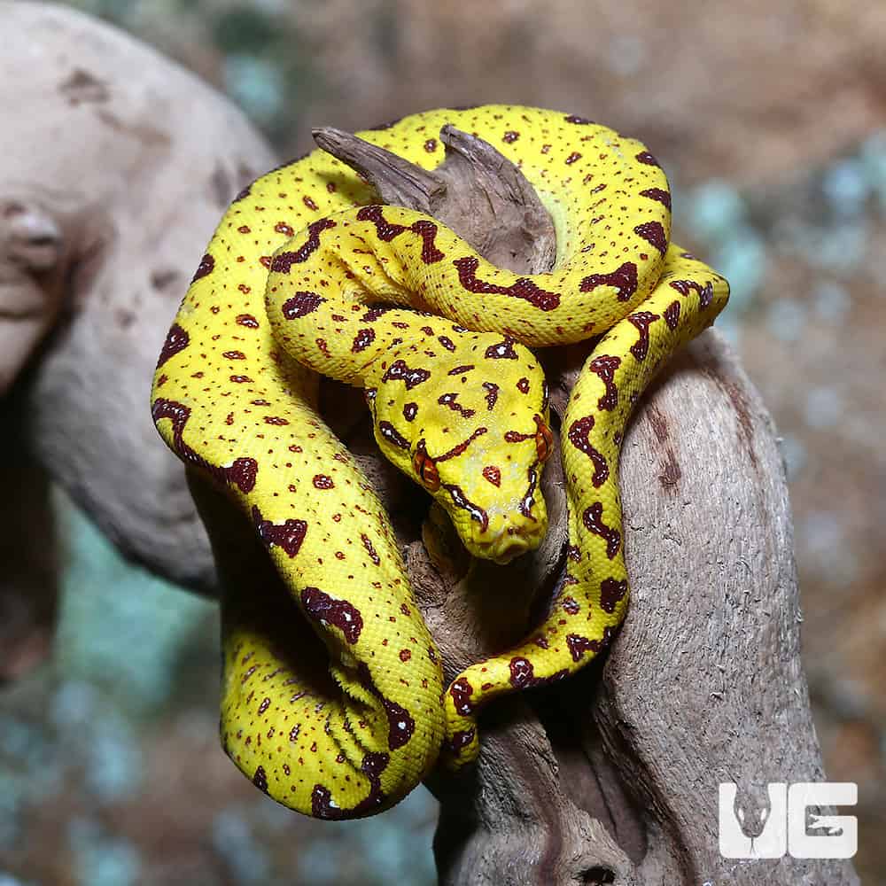 Baby Biak Green Tree Pythons (Morelia viridis) For Sale - Underground ...
