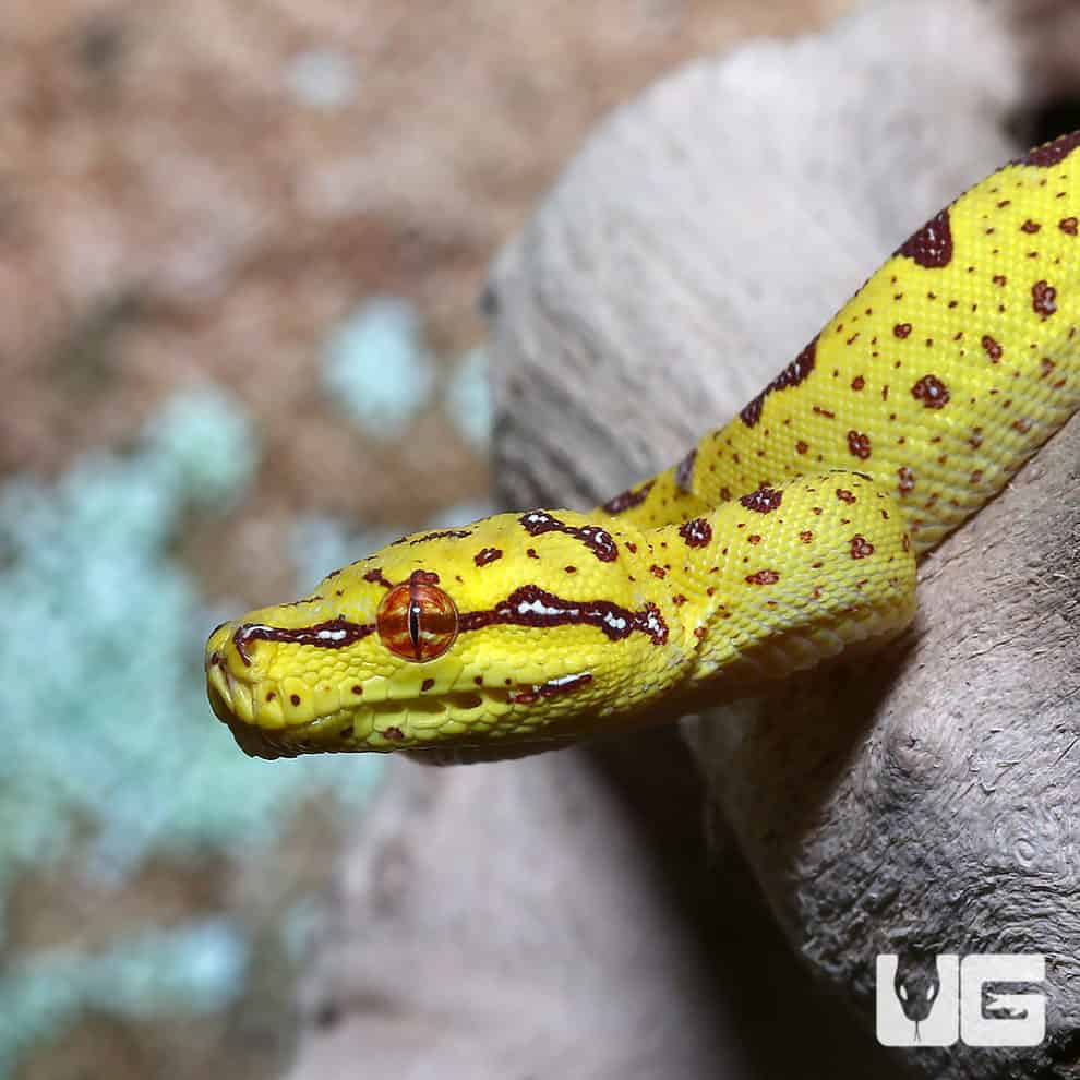 Baby Biak Green Tree Pythons (Morelia viridis) For Sale Underground Reptiles
