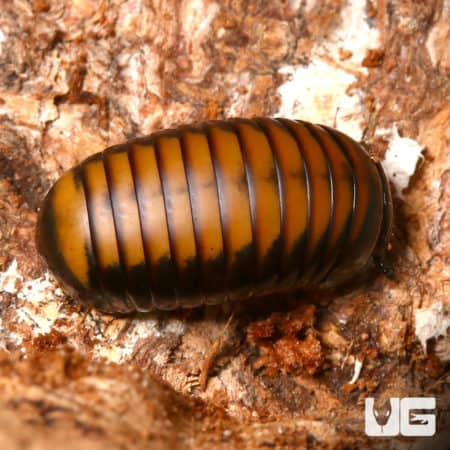 Bronze And Black Pill Millipede (Sphaerotherlida) For Sale - Underground Reptiles For Sale - Underground Reptiles