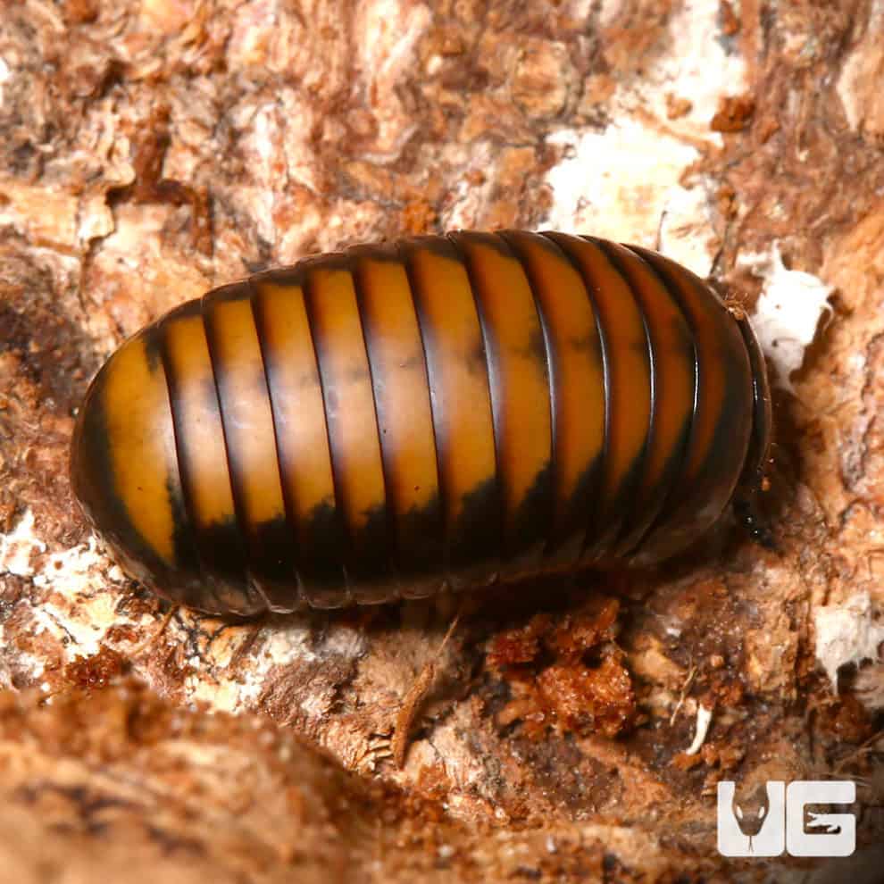 Bronze Back Pill Millipede (Hyleoglomeris Montana) For Sale