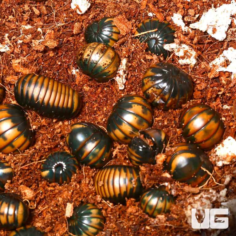 Bronze Back Pill Millipede (Hyleoglomeris Montana) For Sale