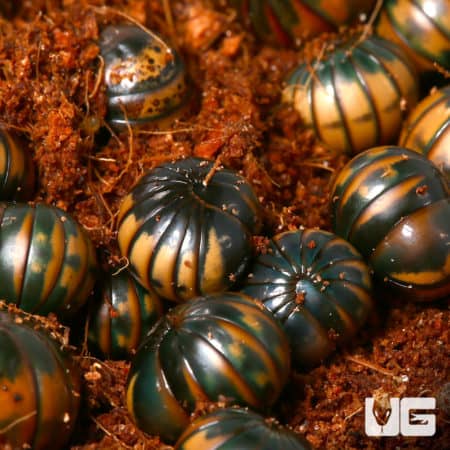 Bronze Back Pill Millipede (Hyleoglomeris Montana) For Sale - Underground Reptiles For Sale - Underground Reptiles
