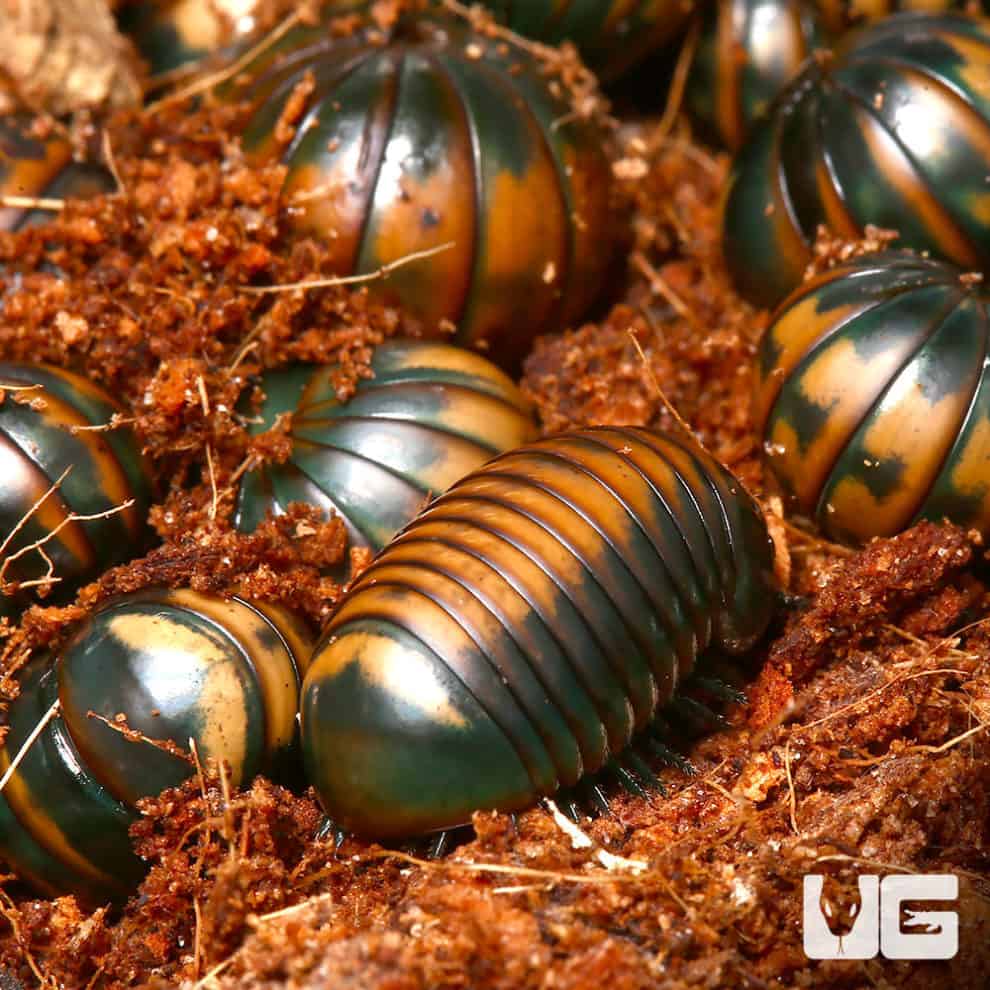 Bronze Back Pill Millipede (Hyleoglomeris Montana) For Sale