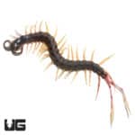 Cameroon Feathertail Centipedes ( ) For Sale - Underground Reptiles