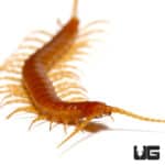 Cameroon Gold Centipedes ( ) For Sale - Underground Reptiles