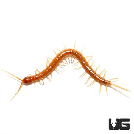 Cameroon Gold Centipedes ( ) For Sale - Underground Reptiles
