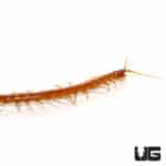 Cameroon Gold Centipedes ( ) For Sale - Underground Reptiles