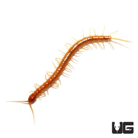Cameroon Gold Centipedes ( ) For Sale - Underground Reptiles