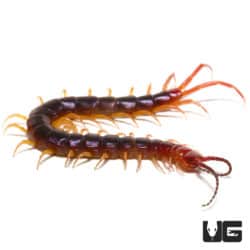 Cameroon Purple Centipede ( ) For Sale - Underground Reptiles