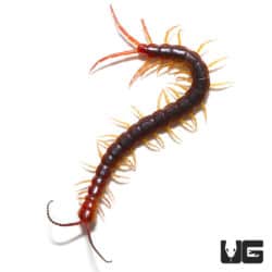 Cameroon Purple Centipede ( ) For Sale - Underground Reptiles
