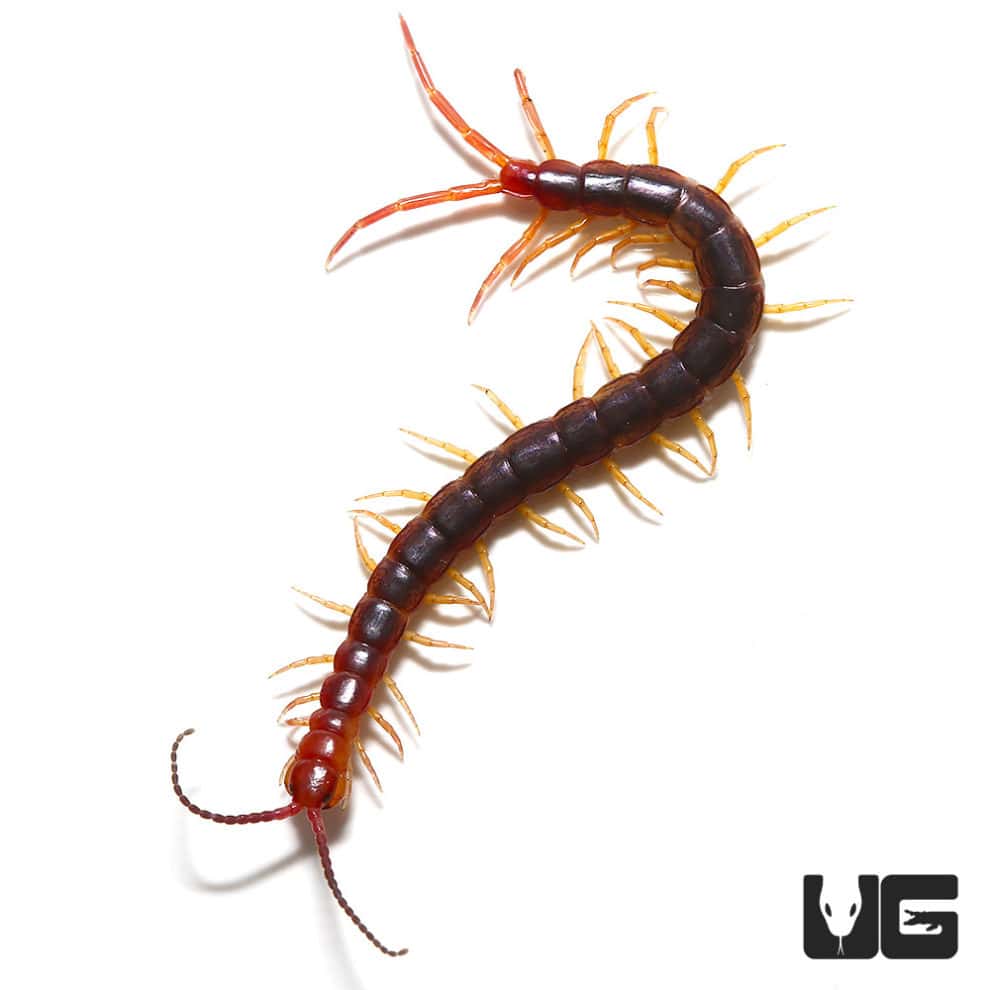 Long Tailed Centipedes For Sale - Underground Reptiles