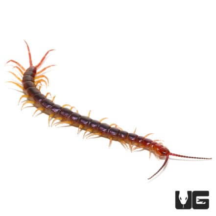 Long Tailed Centipedes For Sale - Underground Reptiles