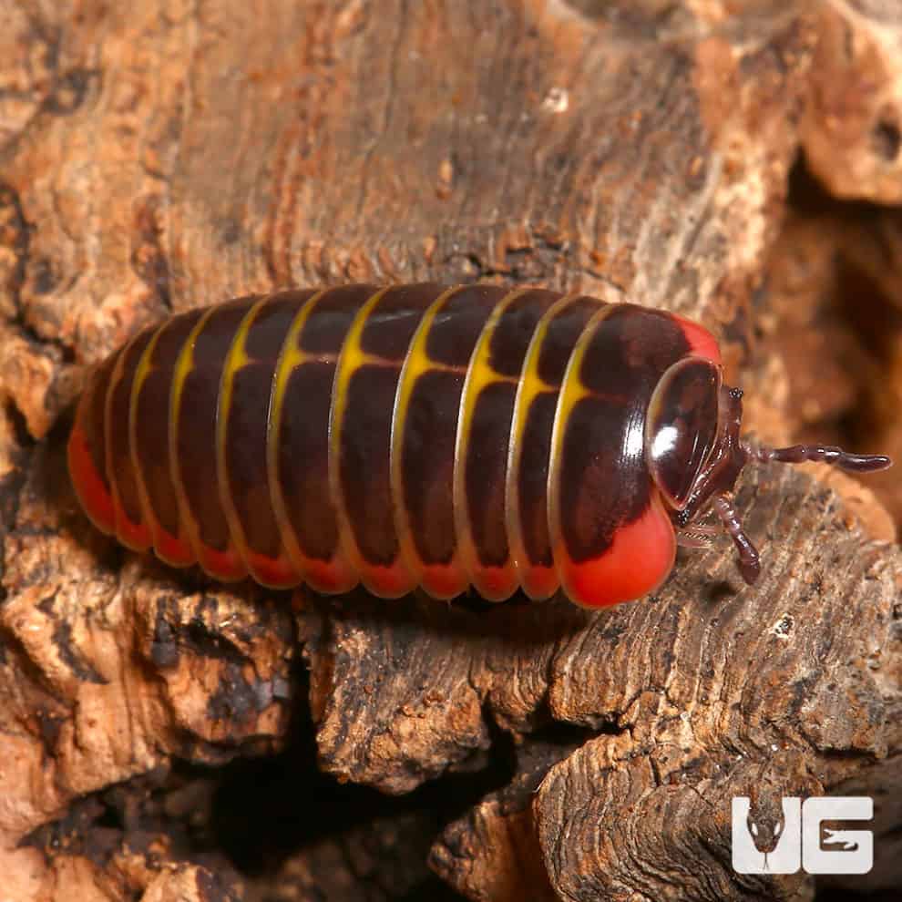 Candy Pill Millipede (Rhopalomeris Carnifex) For Sale Underground