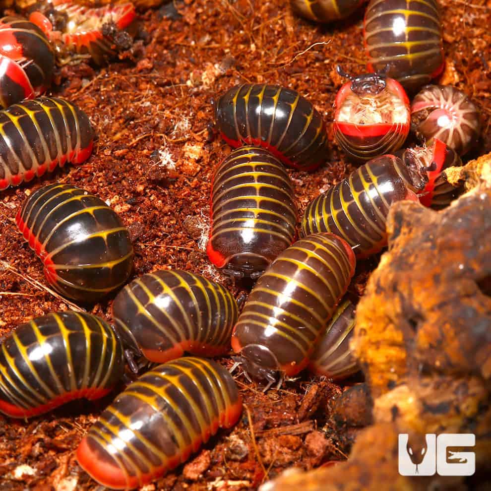 Candy Pill Millipede (Rhopalomeris Carnifex) For Sale Underground