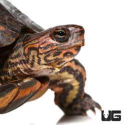 Central American Wood Turtles (Rhinoclemmys pulcherimma manni) For Sale - Underground Reptiles
