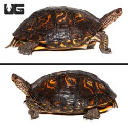 Central American Wood Turtles For Sale - Underground Reptiles