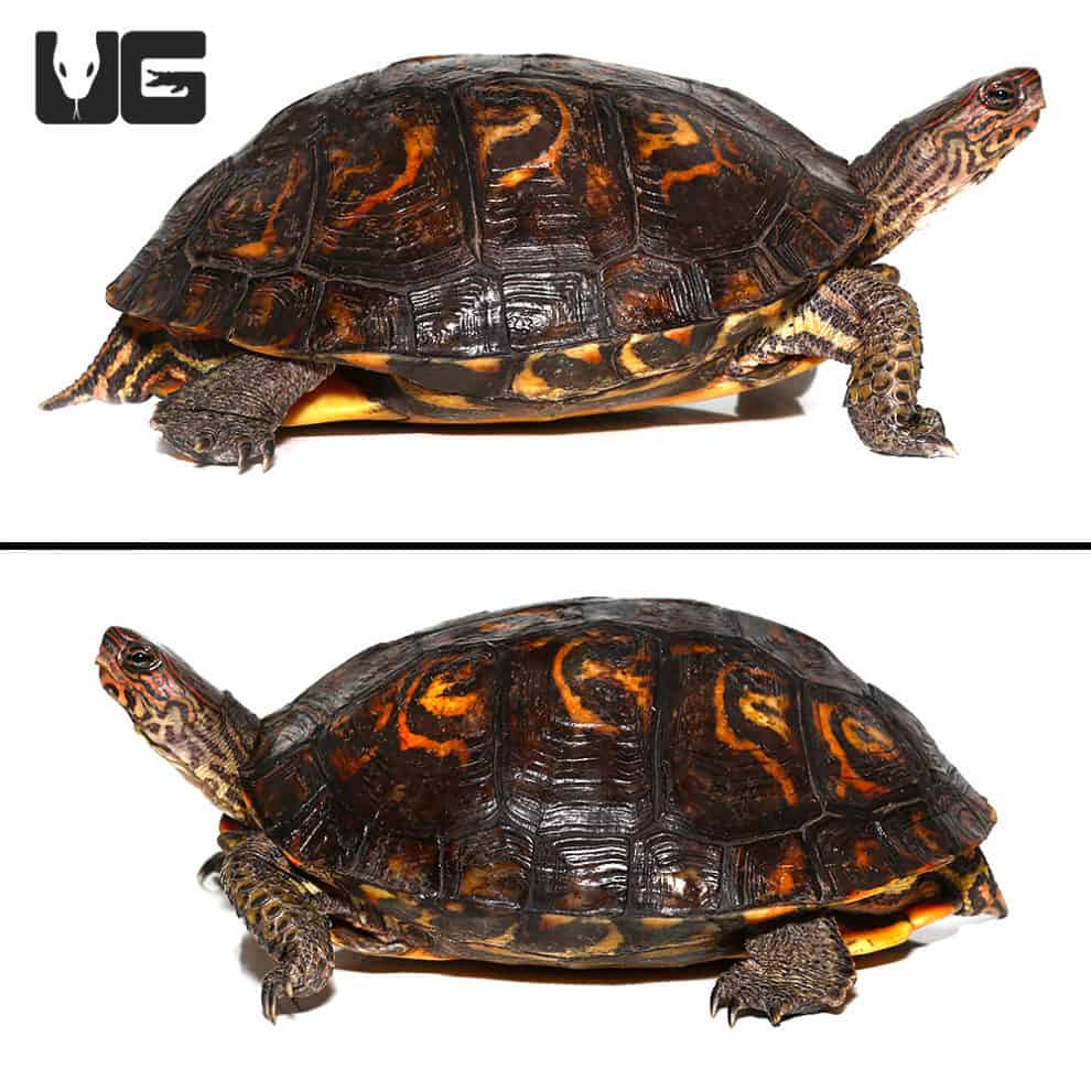 Central American Wood Turtles For Sale Underground Reptiles   Ug Central American Wood Turtle 4  990x990 