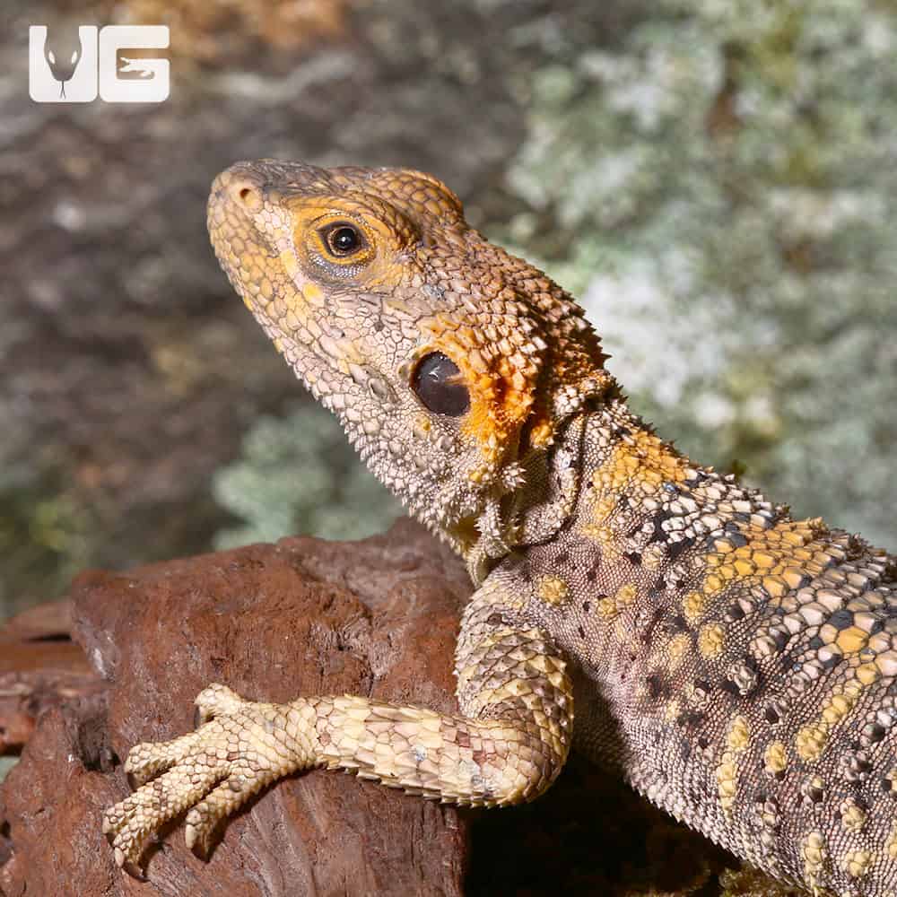 Painted Agamas (Laudakia stellio brachydactyla) For Sale Only At