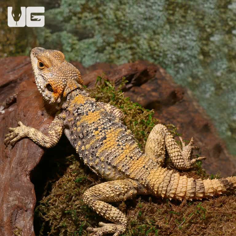 Painted Agamas (Laudakia stellio brachydactyla) For Sale Only At