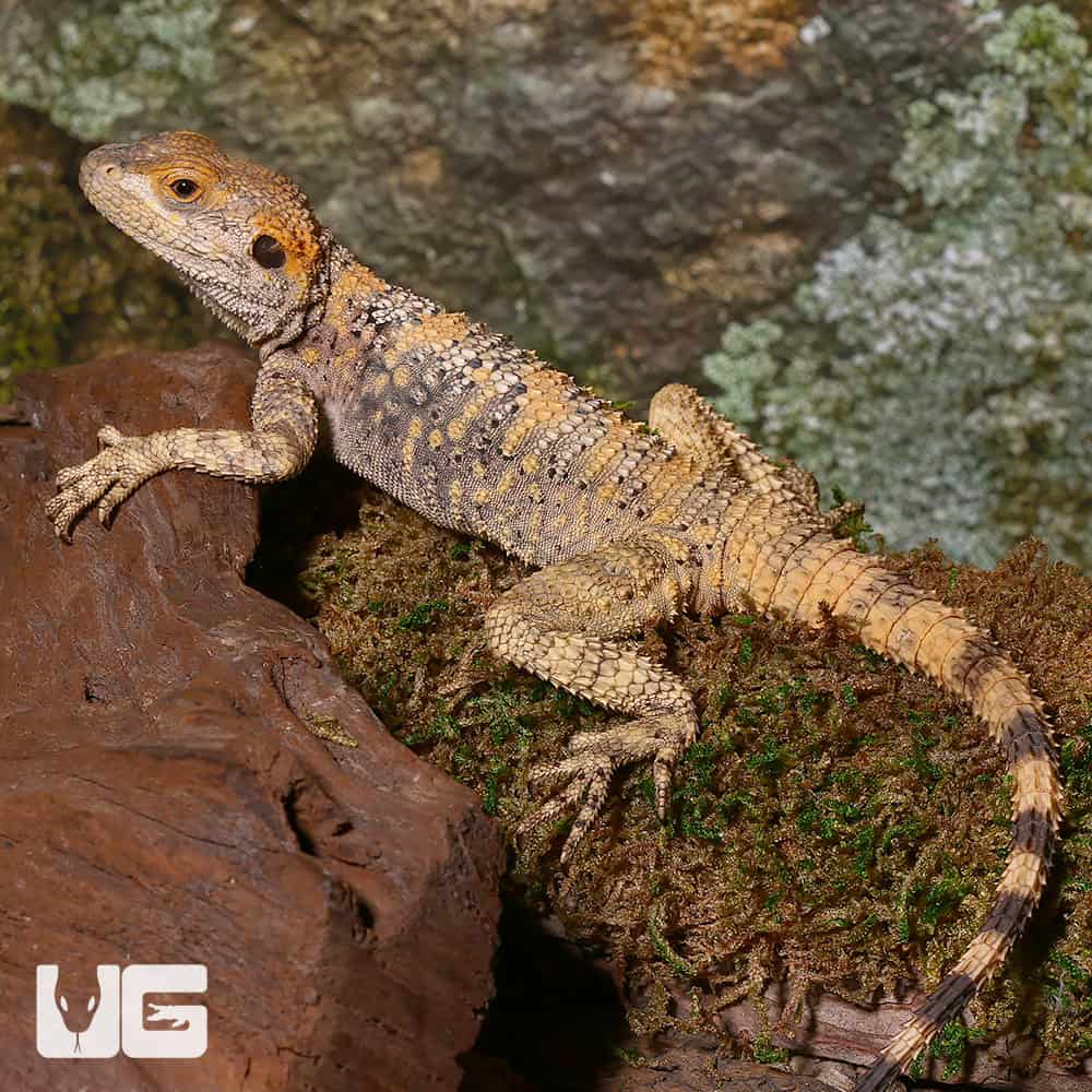 Painted Agamas (Laudakia stellio brachydactyla) For Sale Only At