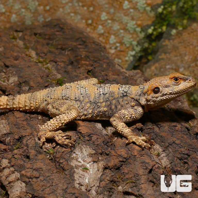 Painted Agamas (Laudakia stellio brachydactyla) For Sale - Only At ...